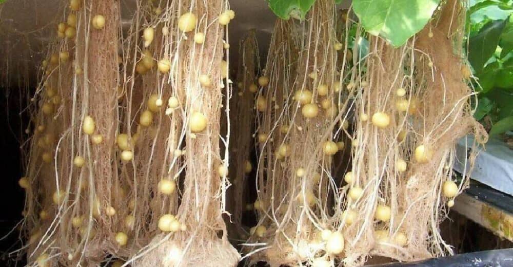 La Alianza Científico-Campesina fortalece la soberanía alimentaria con la protección de semilla criolla