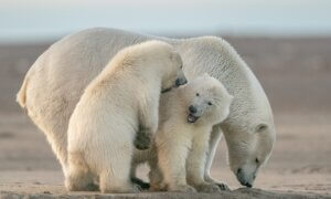 Cambio climático afecta proceso de lactancia materna de osos polares