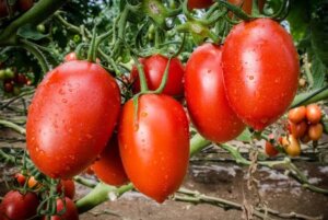 En Mérida promueven el cultivo de tomate con buenas prácticas agrícolas