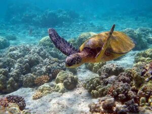 Contaminación ambiental amenaza con extinción de la tortuga verde