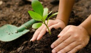 Estudio aborda enfoques sobre plantación de árboles como solución al cambio climático