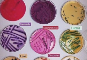 Microbiología: ciencia clave para la salud y el desarrollo