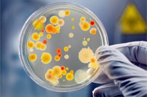 Mincyt ofrece curso “Fundamentos del cultivo de Microorganismos» 2024