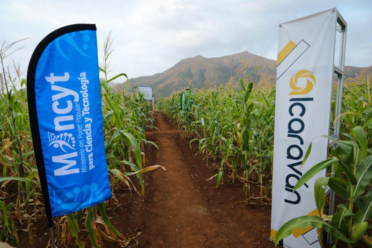Venezuela presenta novedoso paquete biotecnológico para acompañar producción de maíz