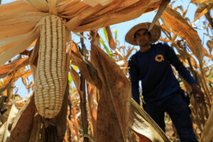 Productores del estado Guárico celebran primera cosecha exitosa de maíz con bioinoculantes